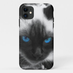 title_seo2 Gato siamés