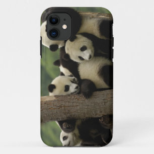 Funda Para iPhone 11 Gigantes pandas bebés Ailuropoda melanoleuca)