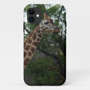 title_seo2 Giraffe Adventure