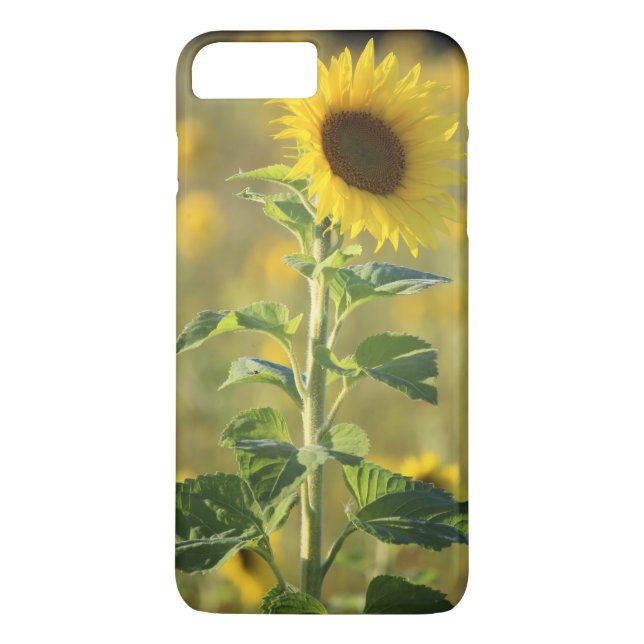 Funda De Case-Mate Para iPhone Girasol amarillo (Reverso)