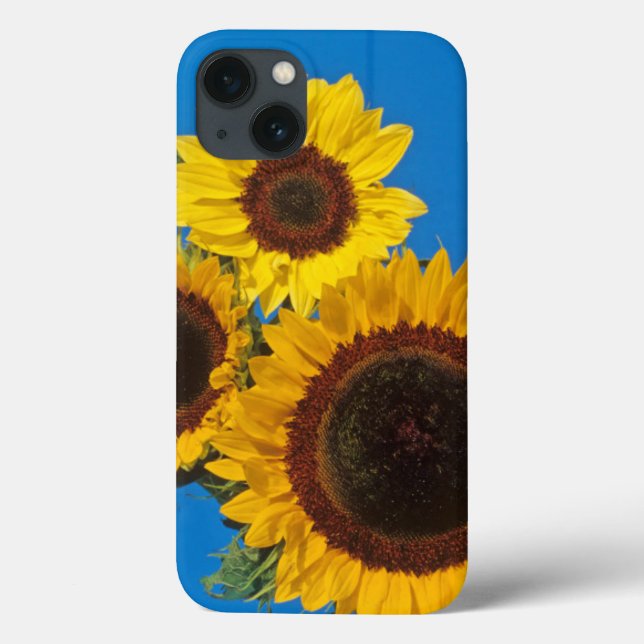 Funda De Case-Mate Para iPhone Girasoles contra cerca azul (Reverso)
