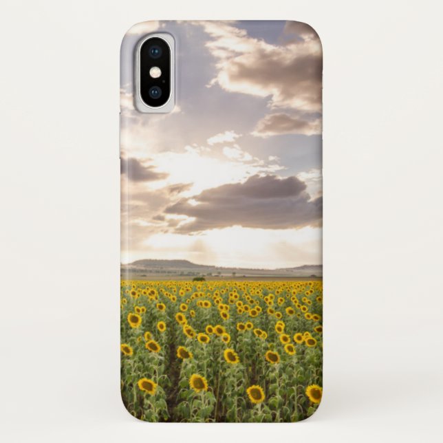 Funda De Case-Mate Para iPhone Girasoles en la puesta del sol (Reverso)