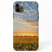 Girasoles en la puesta del sol