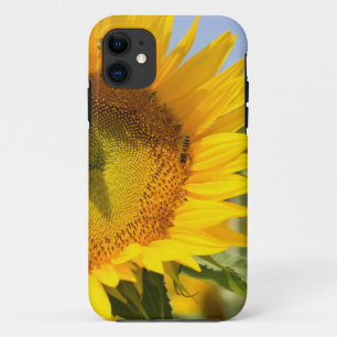 Funda Para iPhone 11 ¡Girasoles gloriosos!