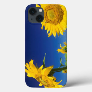 Funda Para iPhone 13 Girasoles (Helianthus Annuus), Cerca de Senekal