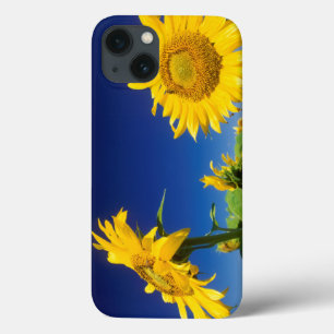 Funda Para iPhone 13 Girasoles (Helianthus Annuus), Cerca de Senekal
