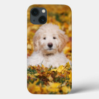 Goldendoodle Cachorro En Hojas Caídas