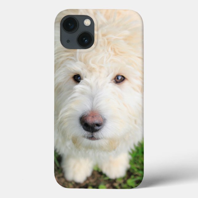 Funda De Case-Mate Para iPhone Goldendoodle Puppy Mirando Cámara (Reverso)