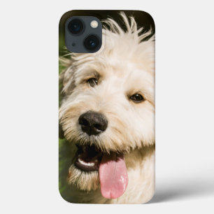 Funda Para iPhone 13 Goldendoodle Puppy Panting