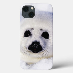 Funda Para iPhone 13 Golfo del hielo del perrito de foca de Groenlandia