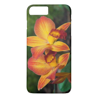 title_seo2 Gorgoso Naranja Rhyncattleanthe Amarillo Orquídea
