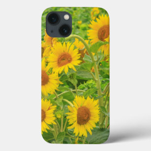 Funda Para iPhone 13 Gran campo de girasoles cerca de Moses Lake, WA 2