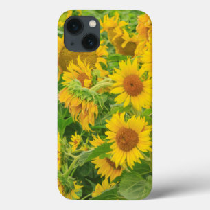 title_seo2 Gran campo de girasoles cerca de Moses Lake, WA 2
