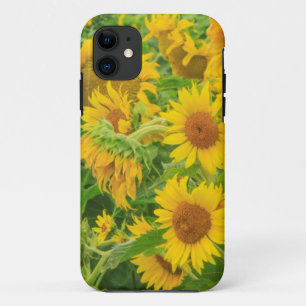 title_seo2 Gran campo de girasoles cerca de Moses Lake, WA 2