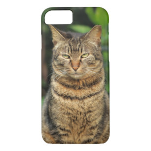 Funda Para iPhone 8/7 Gray Tabby Cat