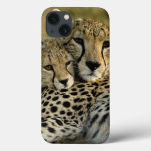 Funda Para iPhone 13 Guepardo, Acinonyx jubatus, con cría en el Masai 2