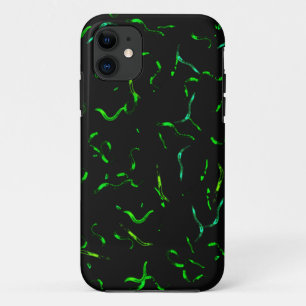 title_seo2 gusanos del gfp