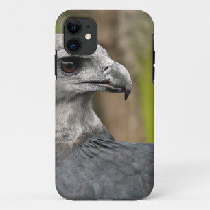 title_seo2 Harpy Eagle 1.JPG
