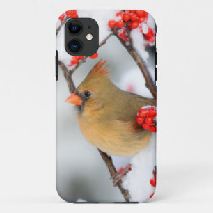 title_seo2 hembra de cardenal norteño en Common Winterberry