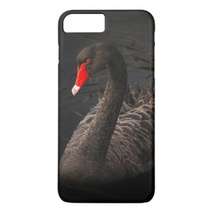 title_seo2 Hermoso cisne negro con un brillante pico rojo