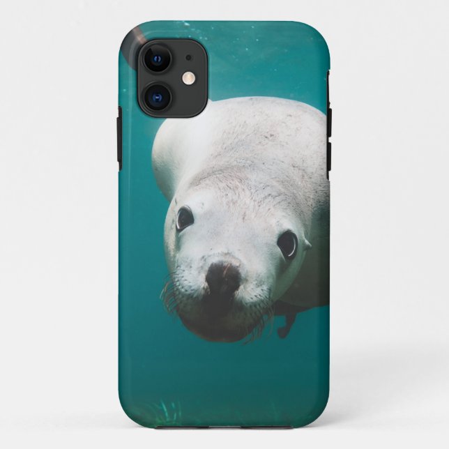 Funda De Case-Mate Para iPhone Hermoso león marino (Reverso)