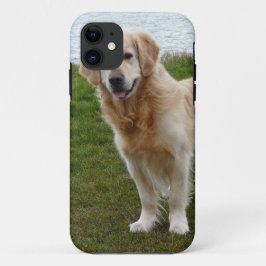 title_seo2 Hermoso perro Retriever Dorado de pie
