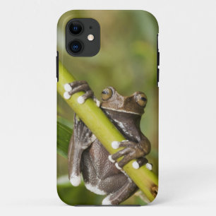 Funda Para iPhone 11 Hiloscirtus de la rana del árbol Tapichalaca cauti