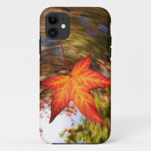 title_seo2 Hojas caídas de un árbol en otoño