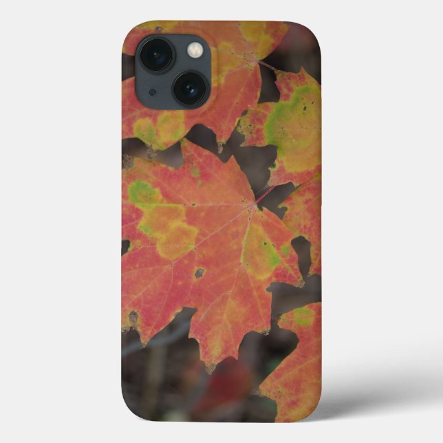 Funda De Case-Mate Para iPhone Hojas otoñales (Reverso)