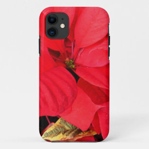 title_seo2 Holly Point Poinsettias Navidades Holiday Floral