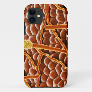 Funda Para iPhone 11 Hongo del moho polvoriento en Poinsettia