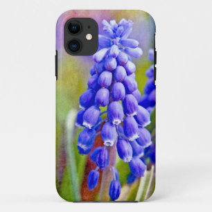 title_seo2 Hyacintos de uva