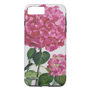 title_seo2 Hydrangea