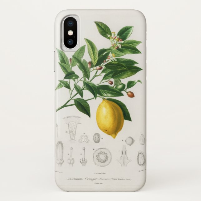 Funda De Case-Mate Para iPhone Ilustración botánica de limonium de fruta cítrica  (Reverso)