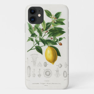 Funda Para iPhone 11 Ilustración botánica de limonium de fruta cítrica