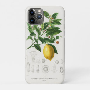 Funda Para iPhone 11 Pro Ilustración botánica de limonium de fruta cítrica