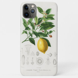 Funda Para iPhone 11 Pro Max Ilustración botánica de limonium de fruta cítrica 