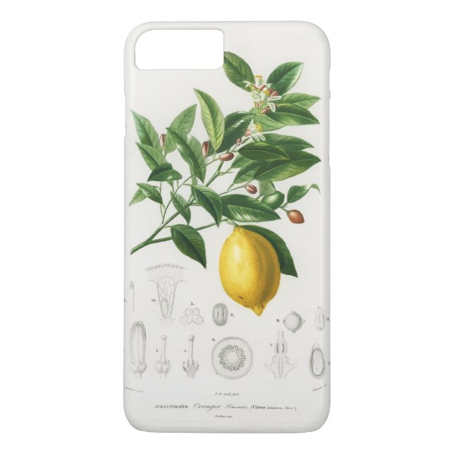 Funda De Case-Mate Para iPhone Ilustración botánica de limonium de fruta cítrica  (Reverso)