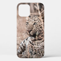 Imagen de arte fino del gran leopardo salvaje o pa