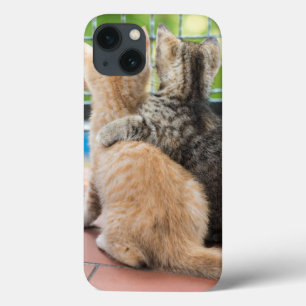 title_seo2 Imágenes de Getty el   dos gatitos en un balcón