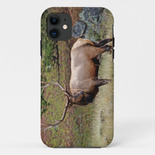 title_seo2 iPhone 5 de Colorado Elk