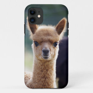 title_seo2 iPhone de la alpaca 5 casos