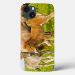 Funda Para iPhone 13 Islandia. Dyrholaey. Potros islandeses del caballo
