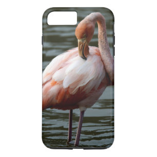 title_seo2 Islas Galápagos Flamingo