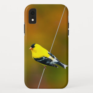 Funda Para iPhone XR Jilguero Americano - Fotografía Original