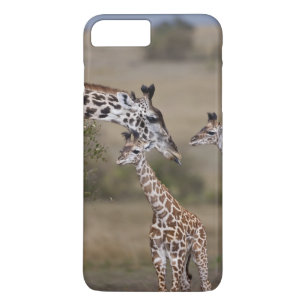 title_seo2 Jirafa Masái (Giraffa tippelskirchi)