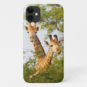 Funda Para iPhone 11 Jirafas asomándose por encima de la vegetación