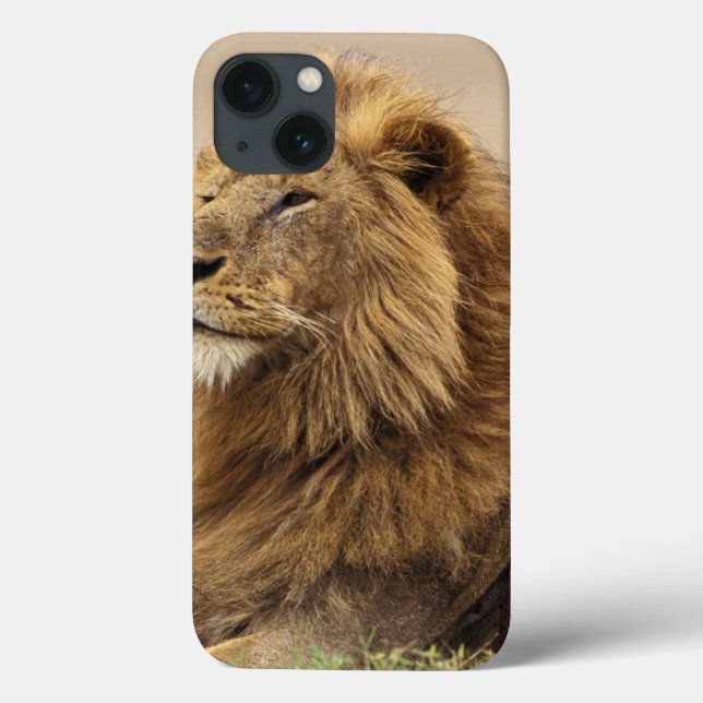 Funda De Case-Mate Para iPhone Kenia, Masai Mara | León macho (Reverso)