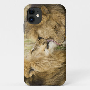 Funda Para iPhone 11 Kenia, Masai Mara. Primer de un león masculino