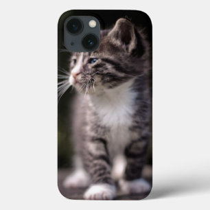 Funda Para iPhone 13 Kitten Standing Tall